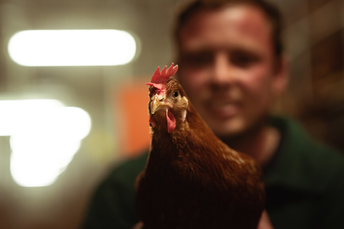 Im großen Stall sind lange Schnäbel eine Herausforderung – die Hennen können sich gegenseitig verletzen.