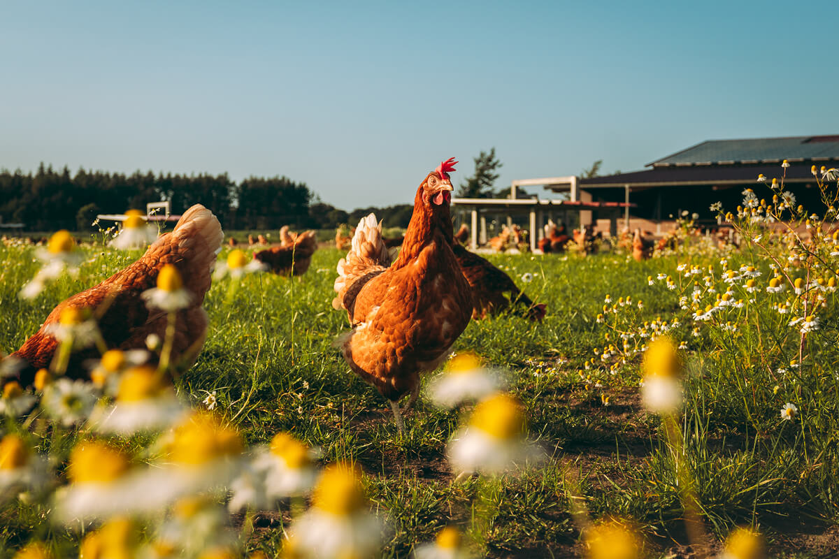 Hennen in Freiland auf dem Geflügelhof Onken …