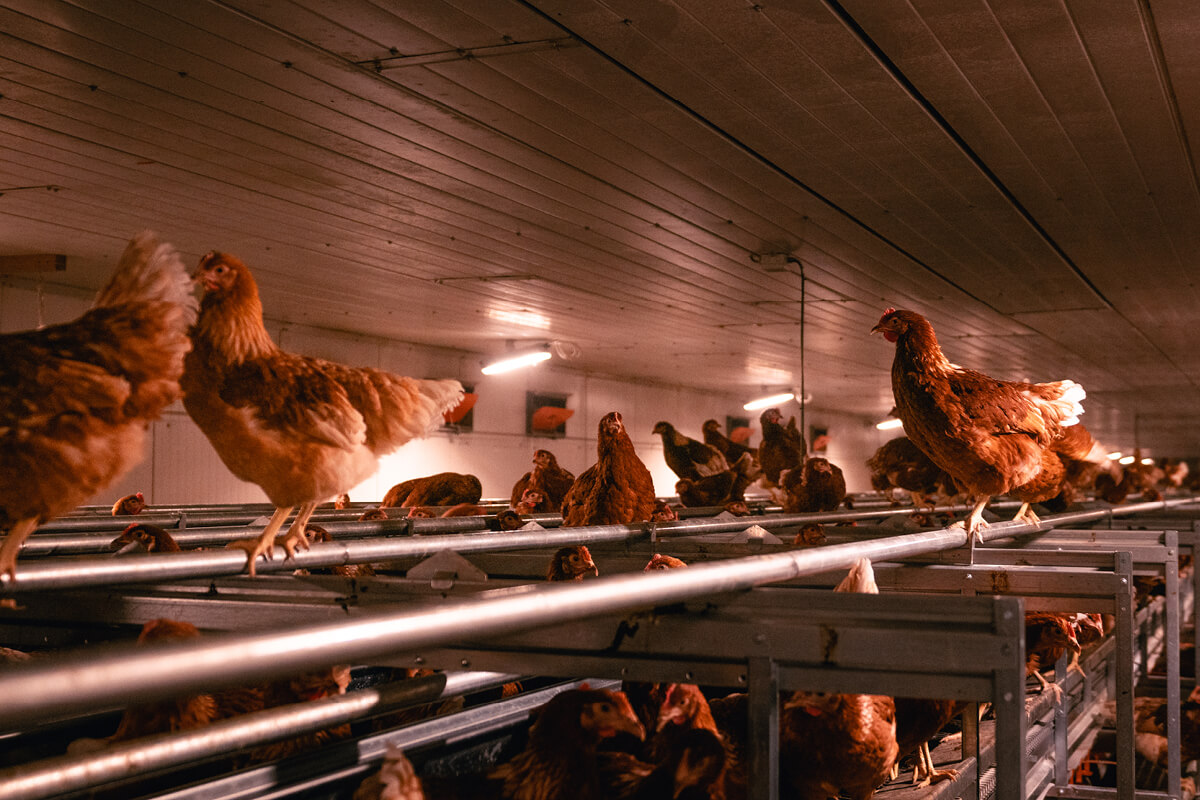 Hennen finden auf vier Eben viel Platz im Stall