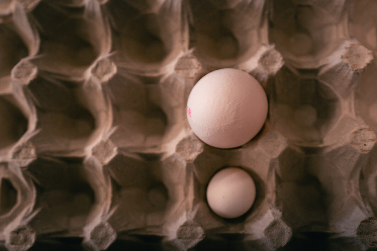 Auf dem Geflügelhof Beim Schukarle wiegen daher Eier der Größe XL gerne mal 110 Gramm